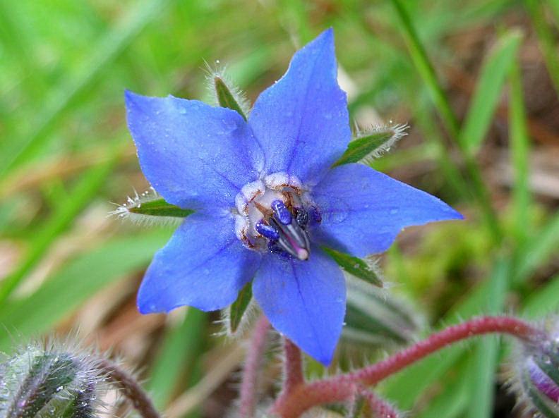 Borago officinalis / Borragine comune